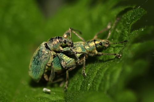Nettle weevil
