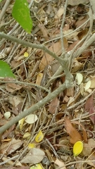 Stenocercus erythrogaster