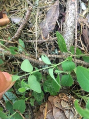 Lonicera hispidula