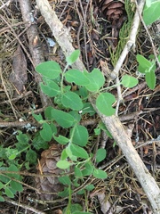 Lonicera hispidula