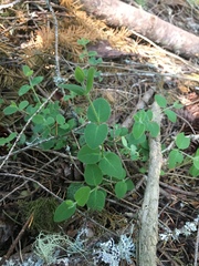 Lonicera hispidula