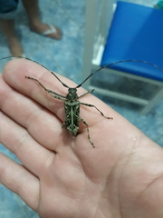 Macropophora accentifer