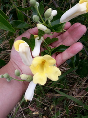 Amphilophium crucigerum