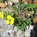 Erysimum raulinii - Photo (c) Ronald Flipphi, some rights reserved (CC BY-SA), uploaded by Ronald Flipphi