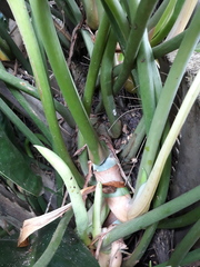 Philodendron renauxii