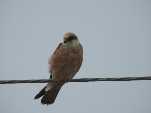 Cernícalo patirrojo (Falco vespertinus)