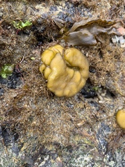 Leathesia marina