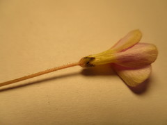 Oxalis monophylla stenophylla