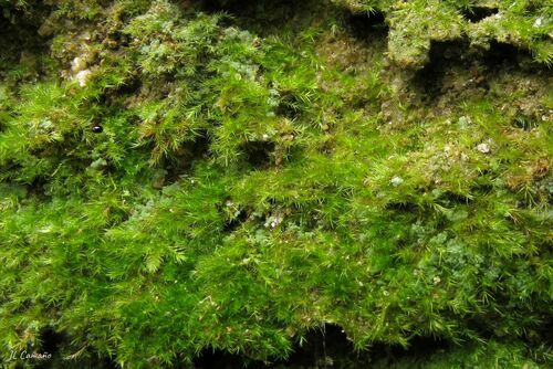 Representative image of Rhynchostegiella litorea