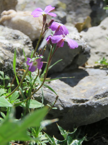 Image of Malcolmia flexuosa by (c) Ronald Flipphi, some rights reserved (CC BY-SA)