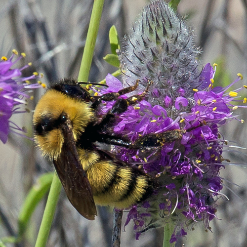 Golden Northern Bumble Bee