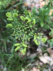 Polytaenia