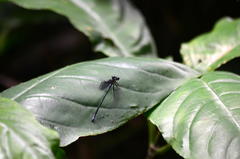 Bayadera brevicauda