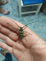 Macropophora accentifer