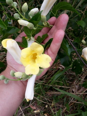 Amphilophium crucigerum