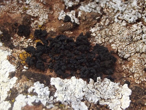 Lichinella sinaica