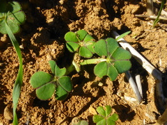 Oxalis compressa