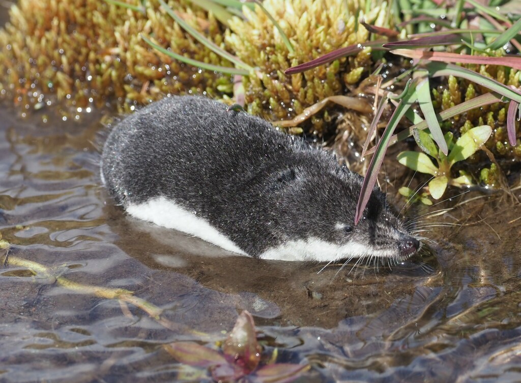 Transcaucasian Water Shrew