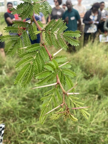 Vachellia seyal, photograph 2