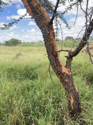 Vachellia seyal, photograph 3