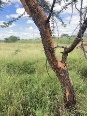 (c) Annie Evankow, some rights reserved (CC BY) Vachellia seyal, photograph (c) Annie Evankow, some rights reserved (CC BY)