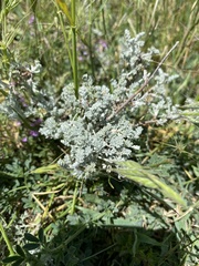 Artemisia alpina, photograph (c) Екатерина Кравцова, some rights reserved (CC BY)