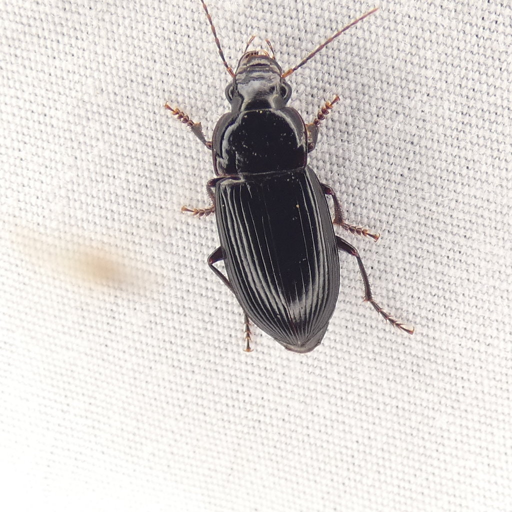 Notiobia maculicornis