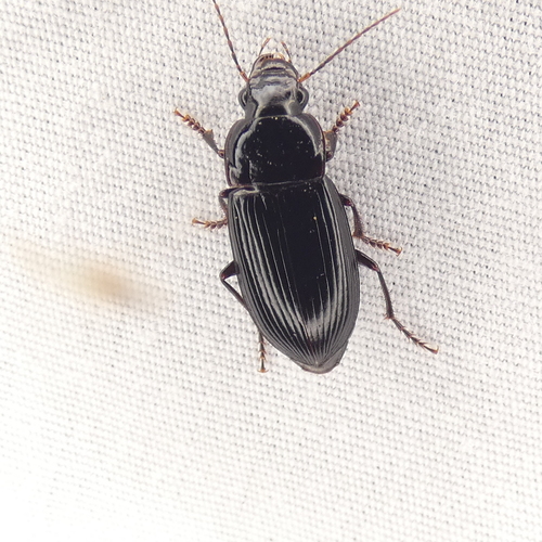 Notiobia maculicornis