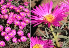 Lampranthus densifolius