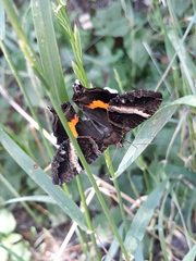 Coronidia leachi
