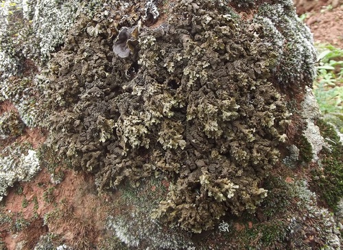 iNaturalist | (c) gilfer_gimenez, some rights reserved (CC BY-NC) Representative image of Xanthoparmelia perrugata