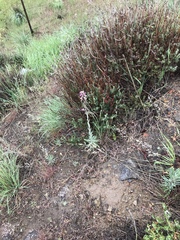 Boechera sparsiflora