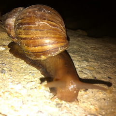 Lissachatina fulica