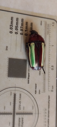 Chlorocala guerini