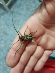 Macropophora accentifer