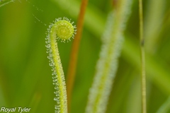Drosera tracyi