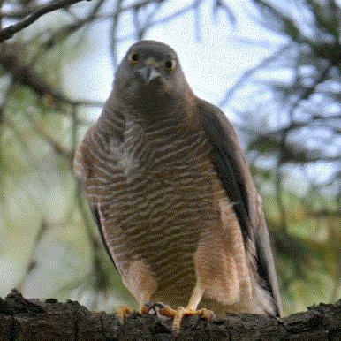 Collared Sparrowhawk illustration