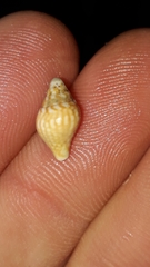 Pardalinops testudinaria