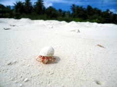 Coenobita perlatus