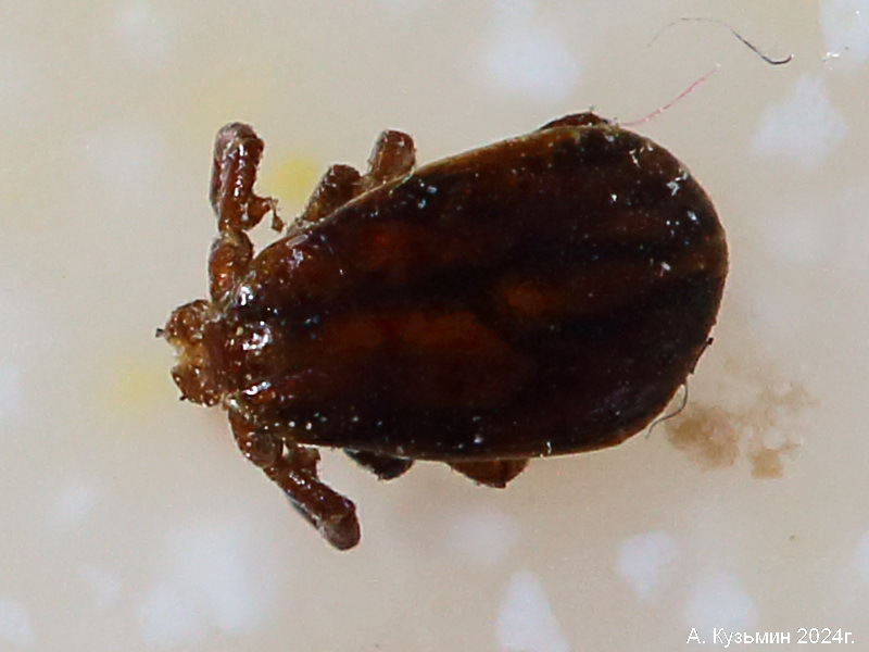 Бурый Собачий Клещ (Rhipicephalus sanguineus)