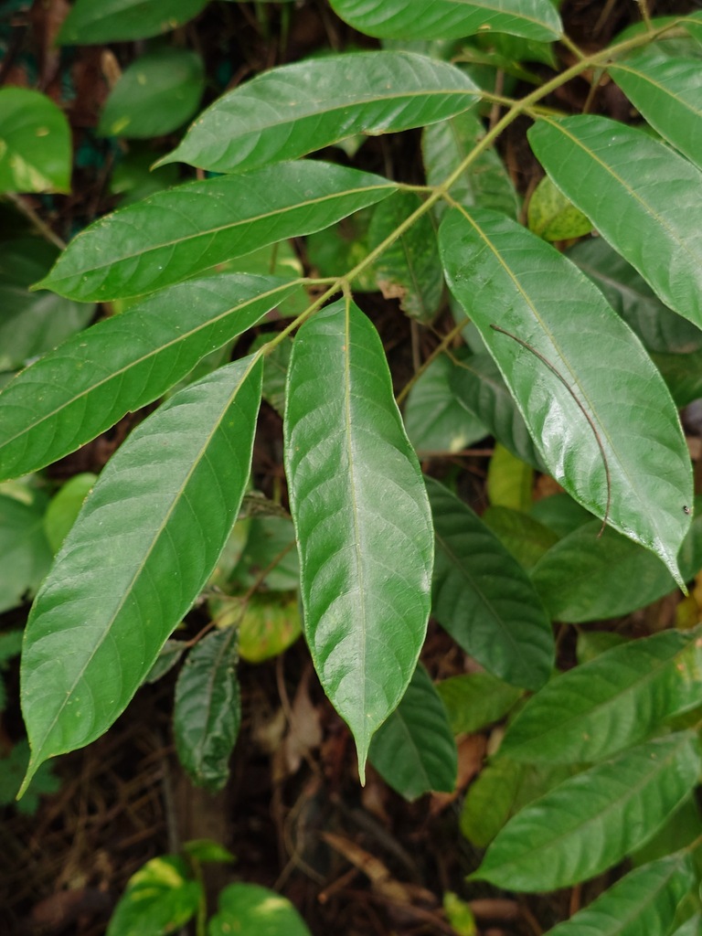 Canarium subulatum