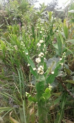Baccharis genistelloides