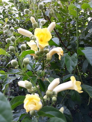 Amphilophium crucigerum