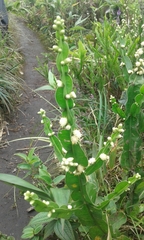 Baccharis genistelloides
