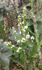 Baccharis genistelloides