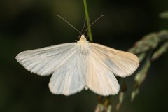 Black-veined Moth - Photo (c) Martin Grimm, some rights reserved (CC BY-NC), uploaded by Martin Grimm