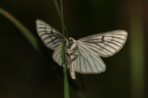 Black-veined Moth