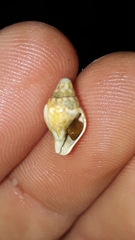 Pardalinops testudinaria