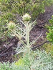 Cynara cardunculus