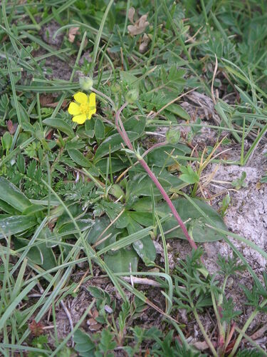 Potentilla multifida, photograph 4
